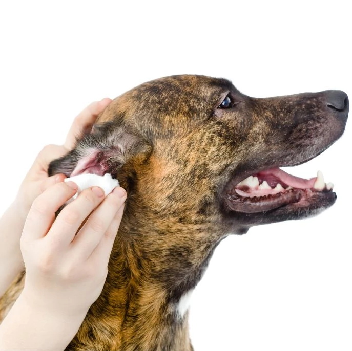 Learn how to clean our dogs ears - a dog getting their ears cleaned