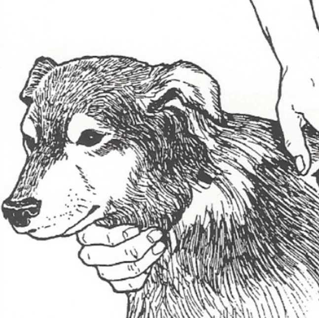 A drawing of a dog and someone using the TTouch method on its back.