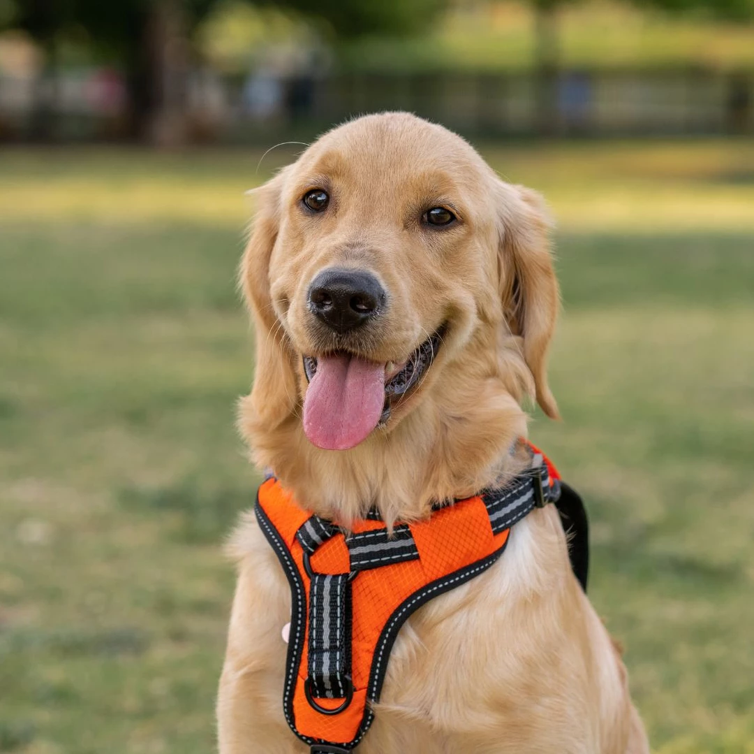 A golden retriever in a service animal vest looking happy in a field outside