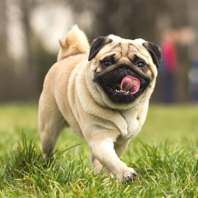 a happy pug running in the grass