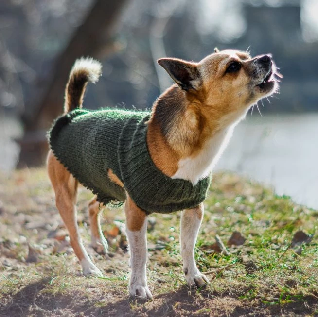 Small Chihuahua in a Green Sweater Barking Outside
