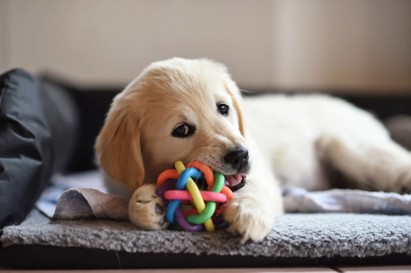 How to Help Your Chewing Puppy