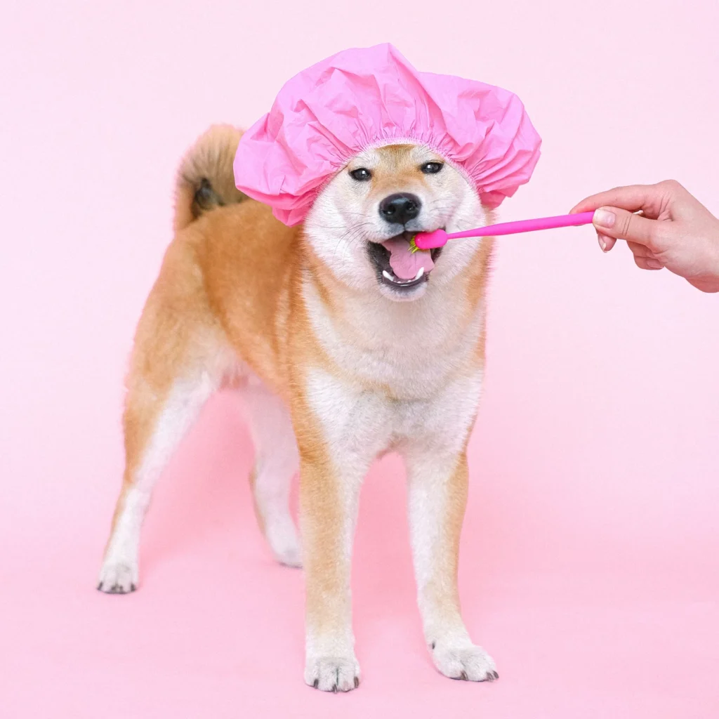 A shiba inu with a pink shower cap on getting its teeth brushed.
