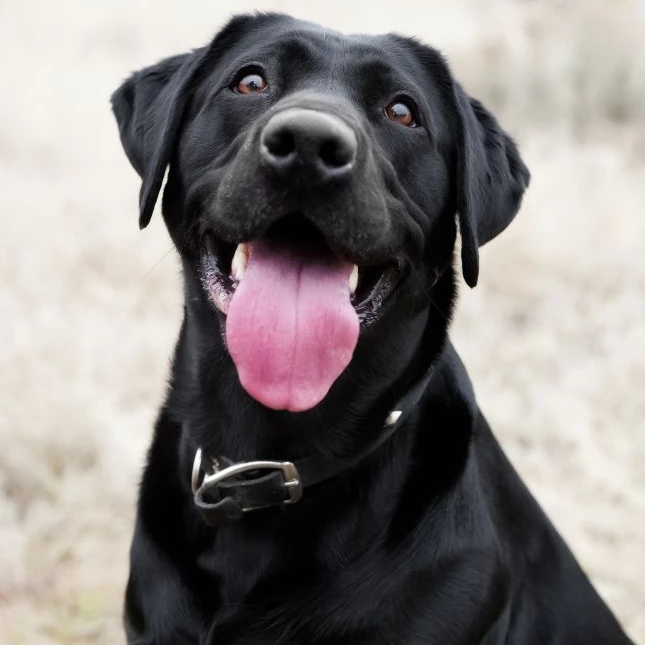 A black lab with its tongue out panting looking very happy sitting in a field.