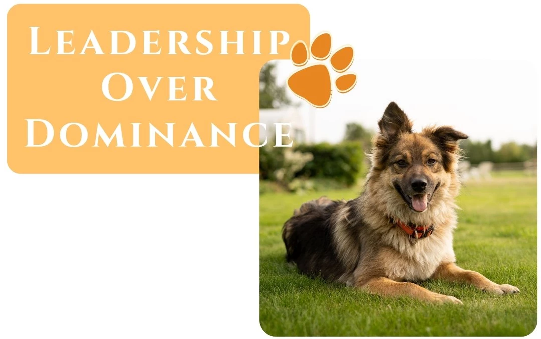 Learn how to train your dog with leadership rather than dominance or being the alpha dog.