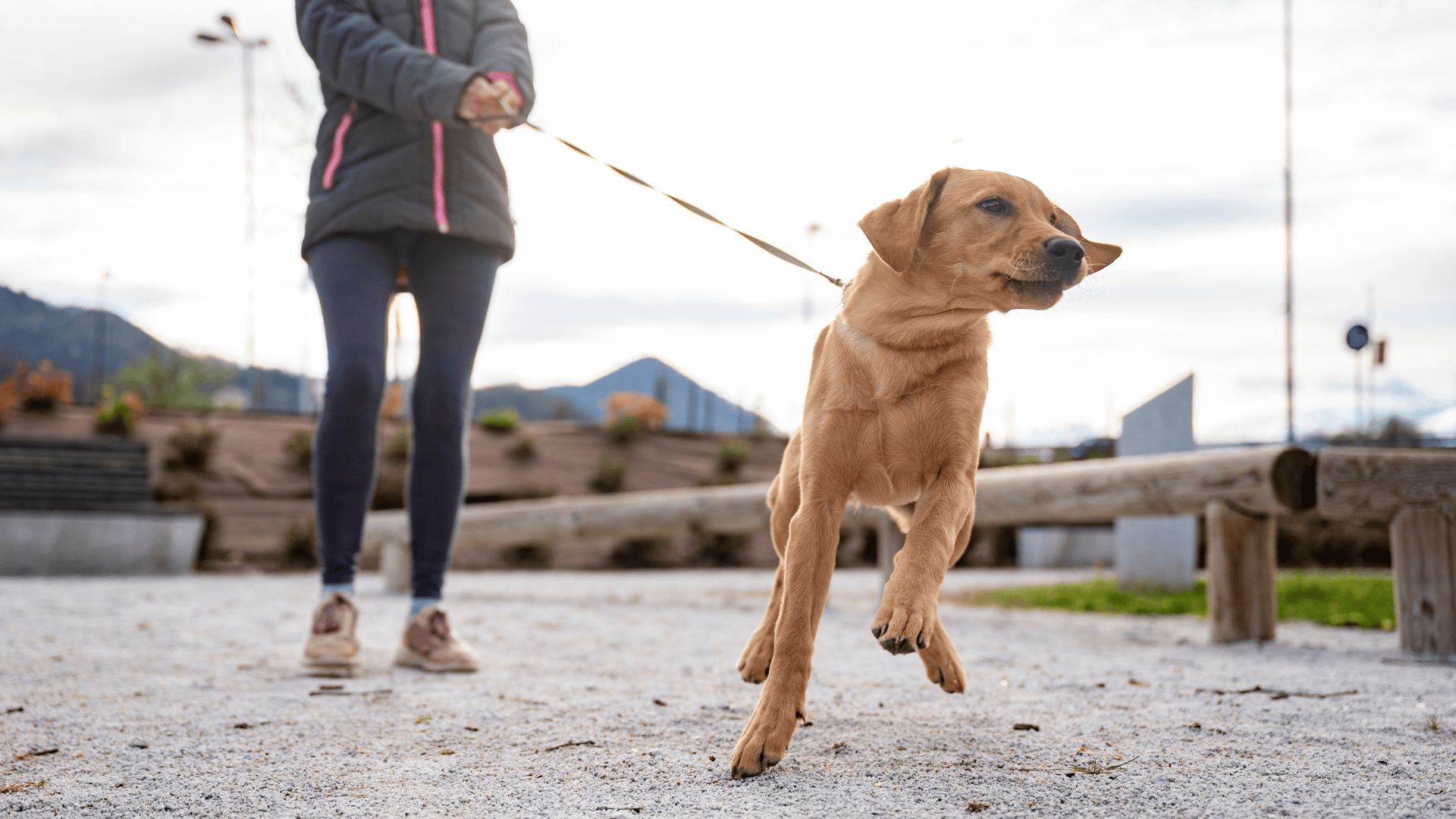 Other dogs can lead to dog pulling. Leash train your puppy using positive reinforcement dog training. 