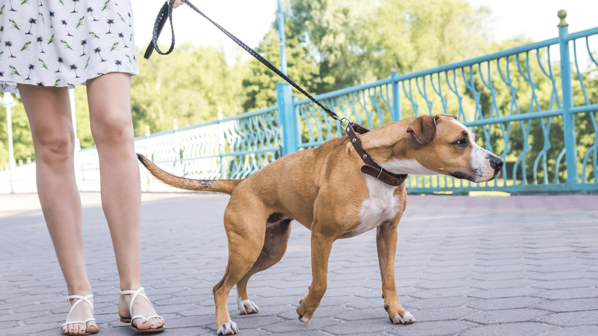 Loose leash walking is about not pulling when you walk on a leash. Use positive reinforcement when your dog walks with a loose dog leash.