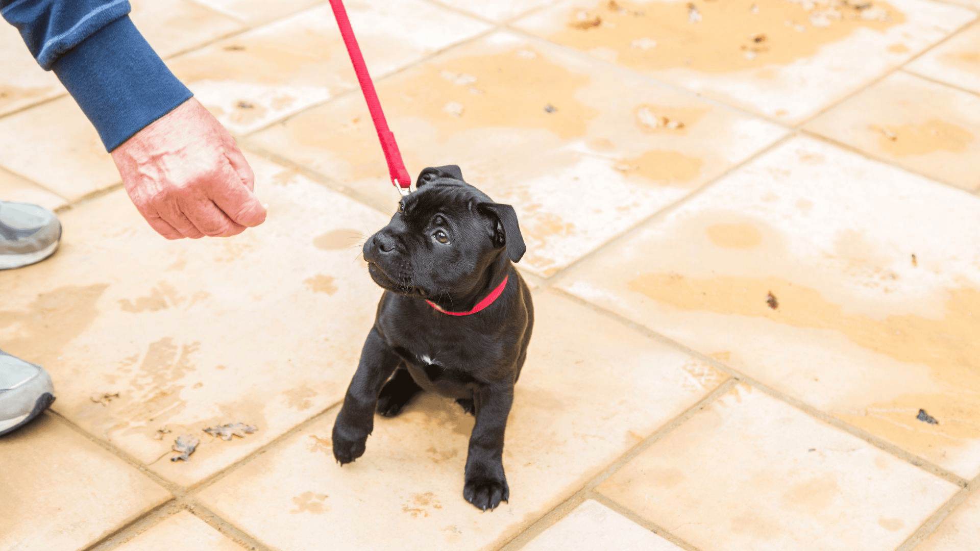 Puppy leash training is one of dog owners biggest responsibilities. Leash train your puppy with a dog leash early.