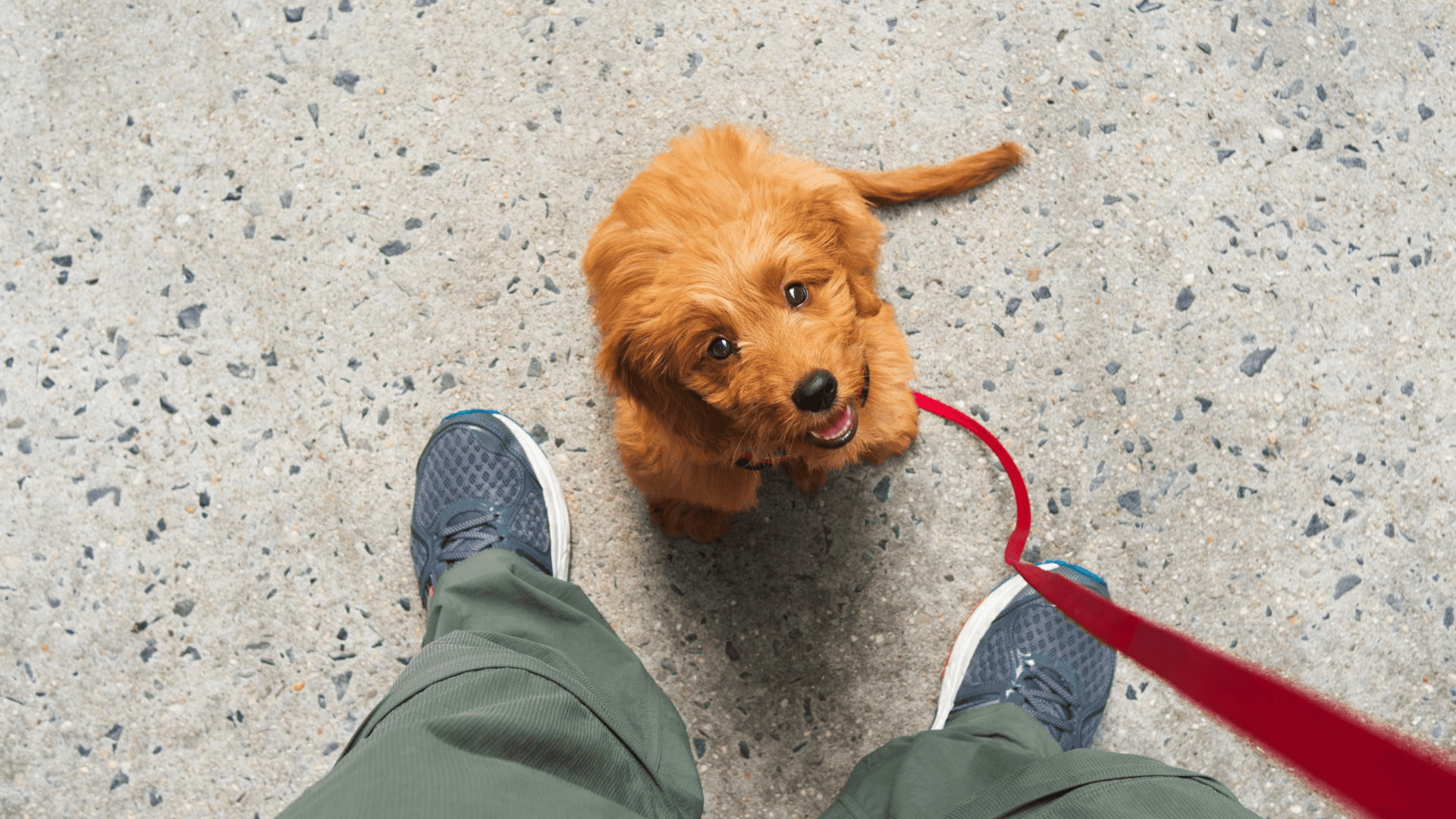 Leash training a puppy is one of the best ways to strengthen your bond. Practice walking indoors with a dog leash first. 