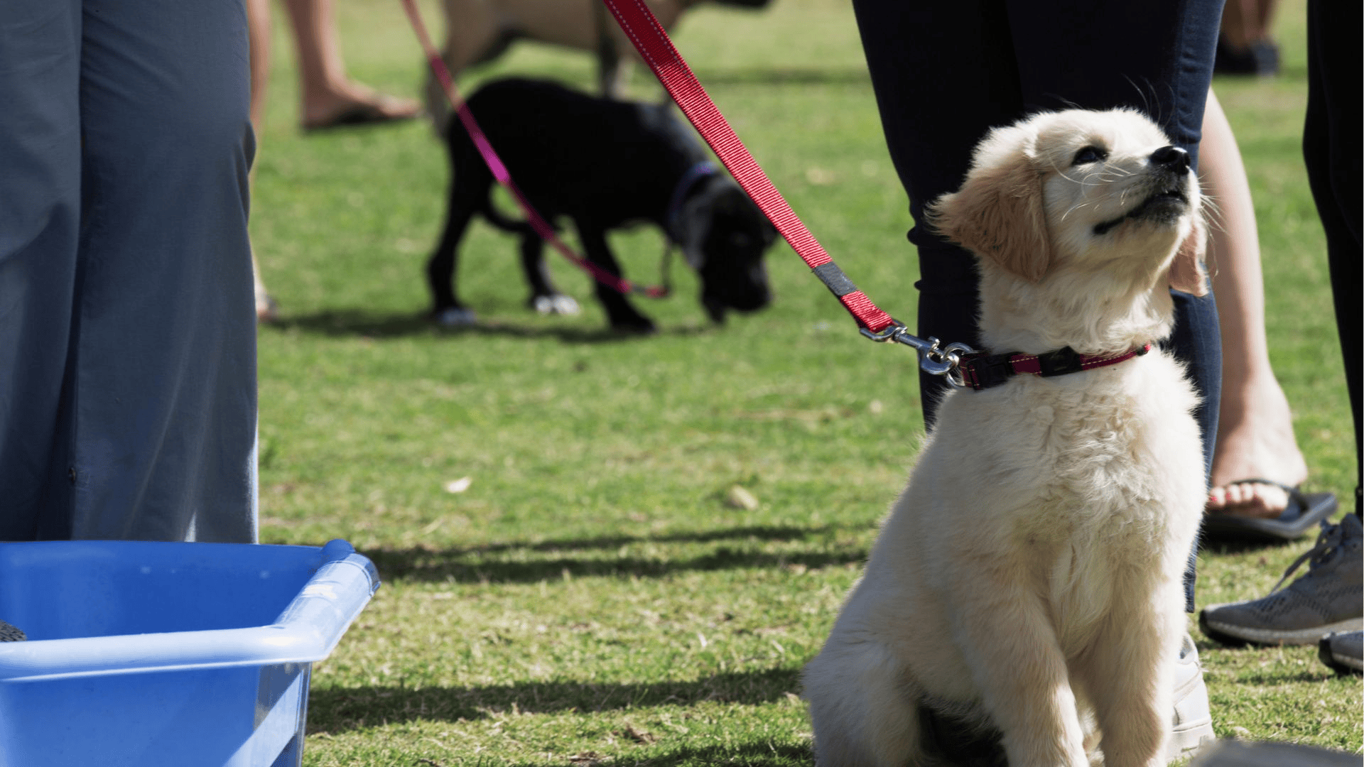 Once you have equipment like a dog leash, you can start leash training. Leash train your dog in short sessions.