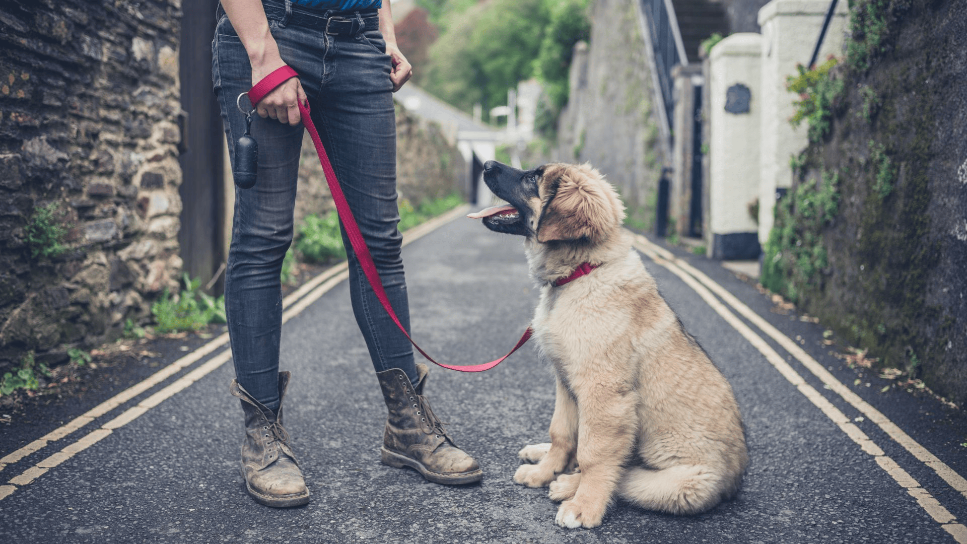 Professional dog trainers can help with severe leash problems. Leash training troubleshooting can only go so far sometimes. My top priority is always keeping my dog safe.