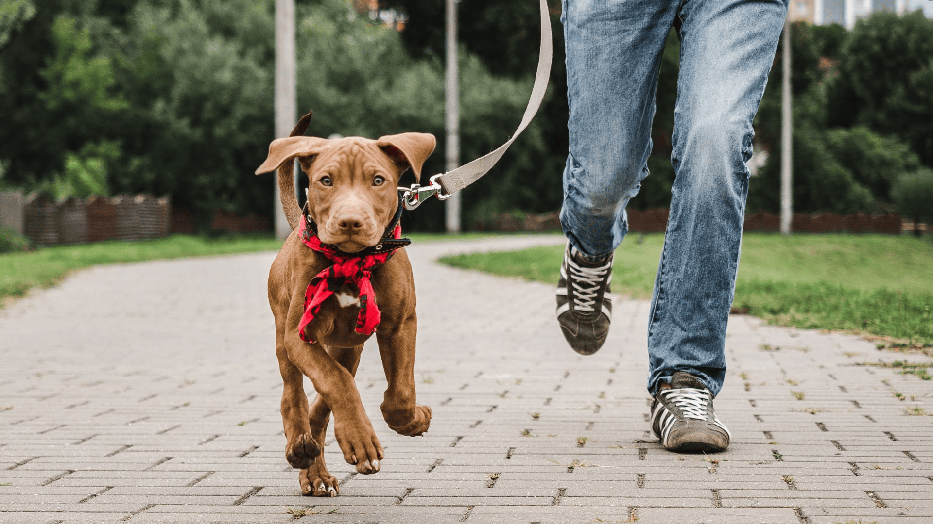 Puppy walking is a great way to explore the world with your furry friend. Spend some collar and leash time together when your first bring your puppy home.
