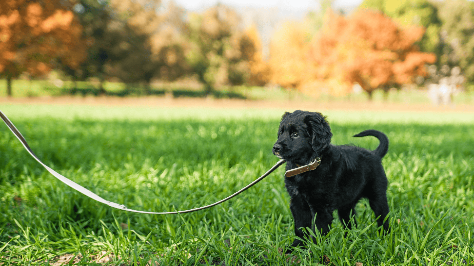 Start leash training as soon as possible. You can still leash train an older dog! It may just take more time.