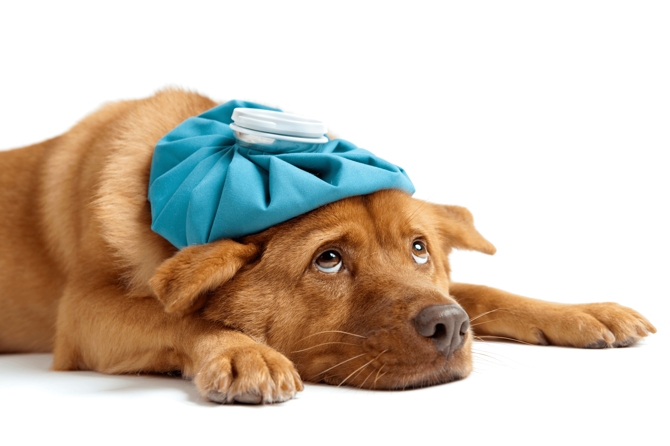 Mystery dog illness is concerning dog owners.