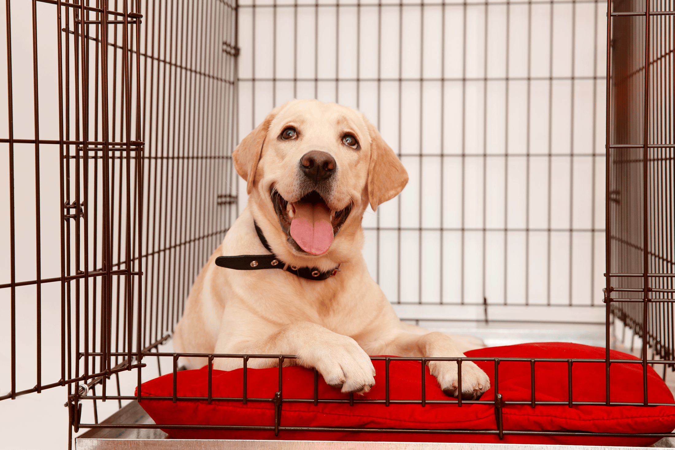 Crates can help your dog to stay home alone.