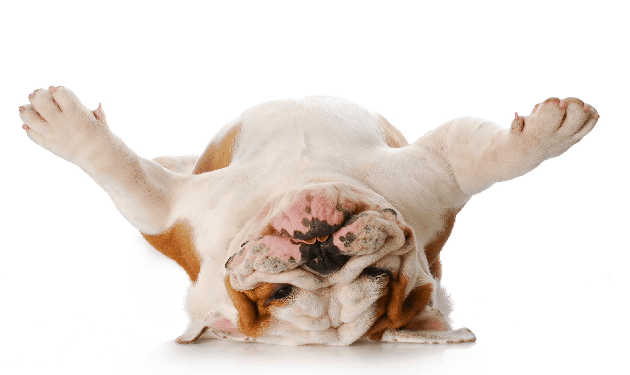 Dogs do some strange things. These were just the most common dog behaviors explained.