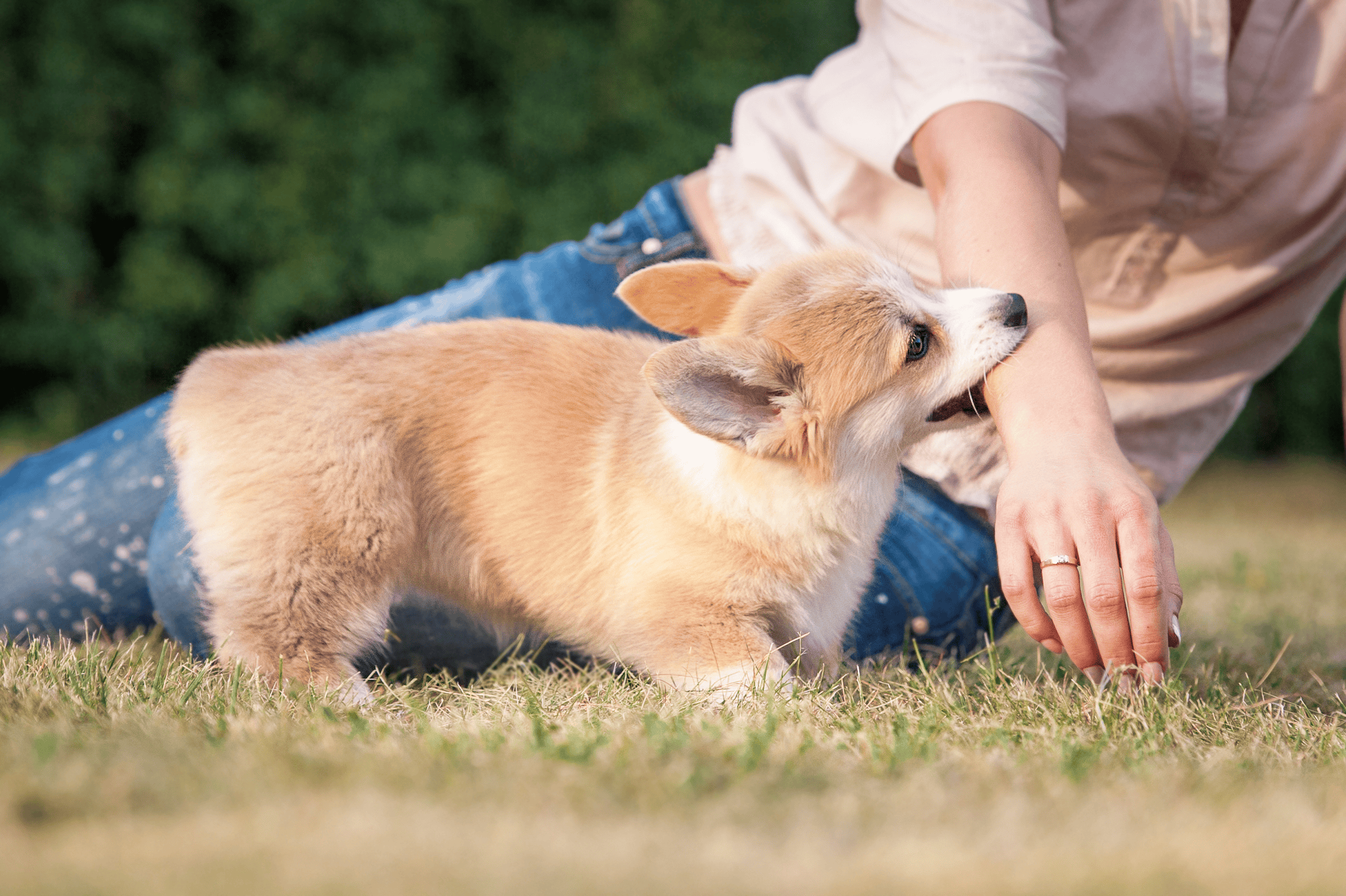 Puppies bite! Teach your puppy to stop puppy biting and protect yourself from puppy bites. Puppies play by puppy mouthing. This may be different than aggressive biting.
