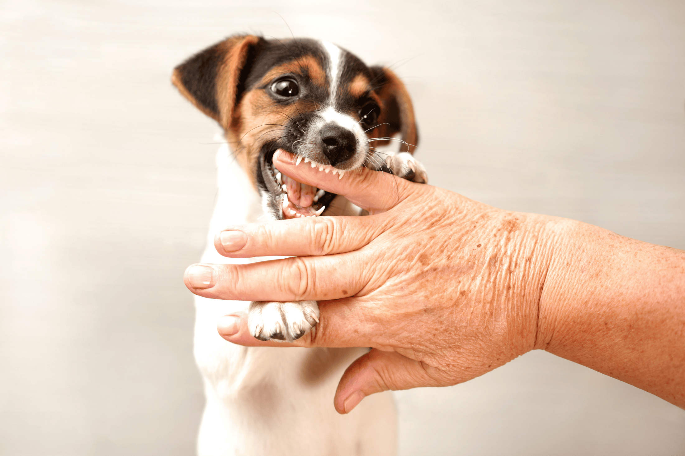 Puppies bite so it is important to teach bite inhibition. Adult teeth are much stronger than baby teeth. Puppies nip, so if your puppy starts biting, do not be alarmed. 