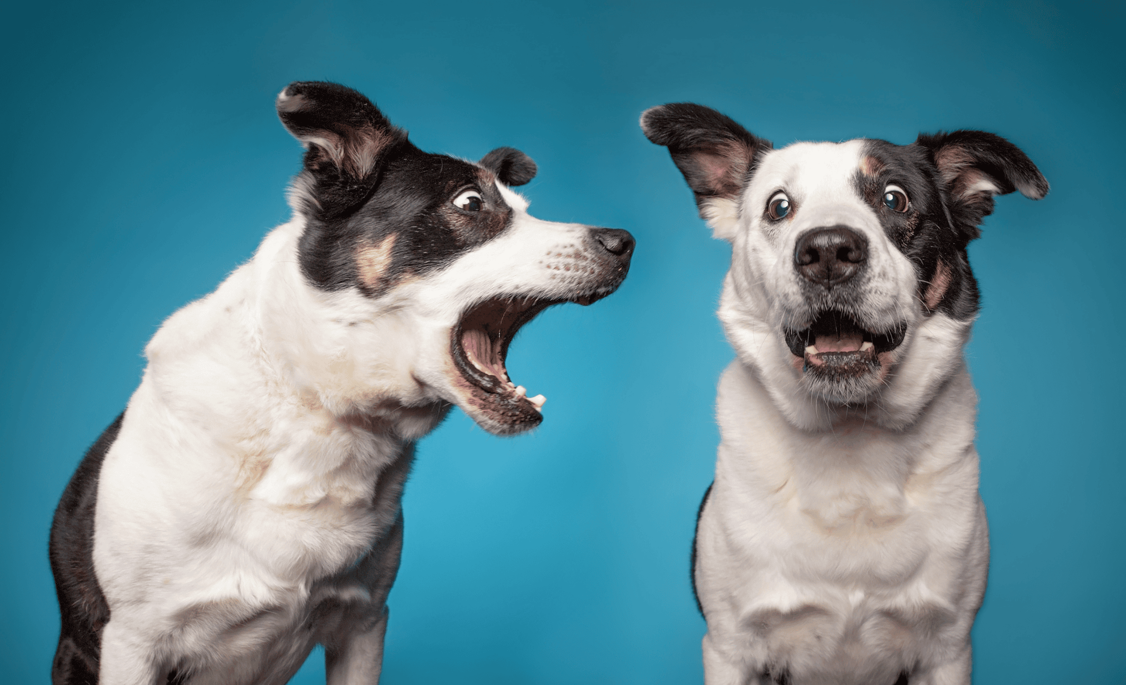 Read dog body language signals when your dog communicates with other dogs. Remember, a fearful dog can become an aggressive dog.