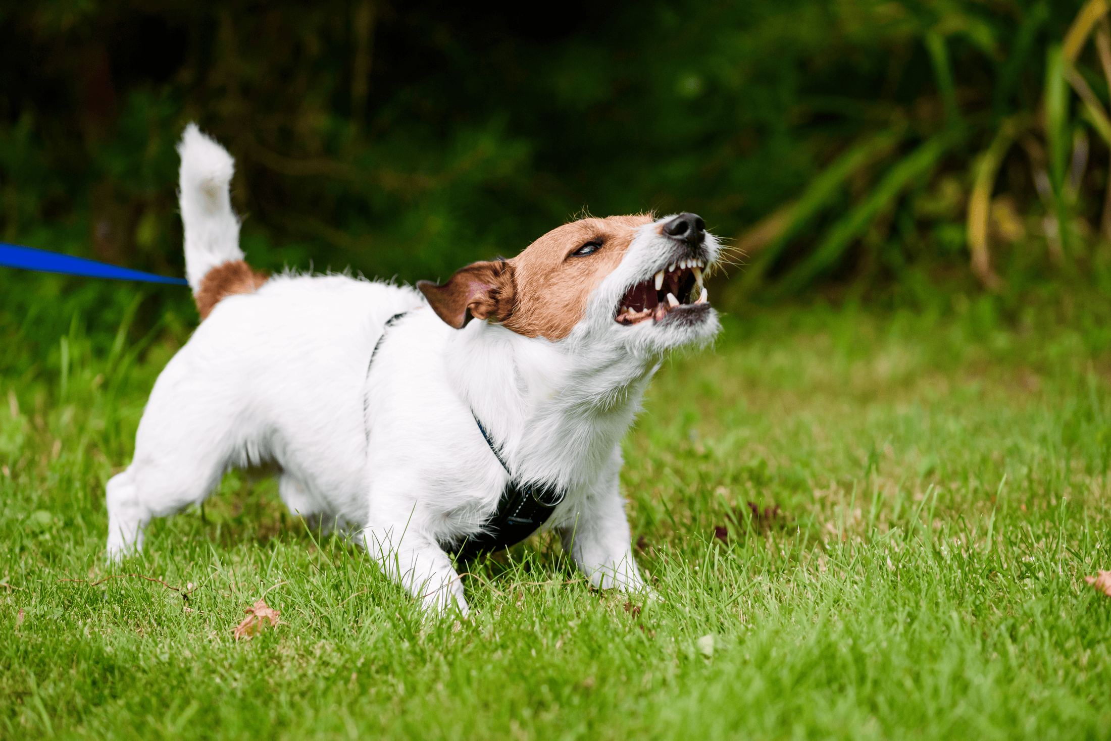 Aggressive dog body language is usually a response to fear. Look for raised hackles, a high wagging tail, and bared teeth.