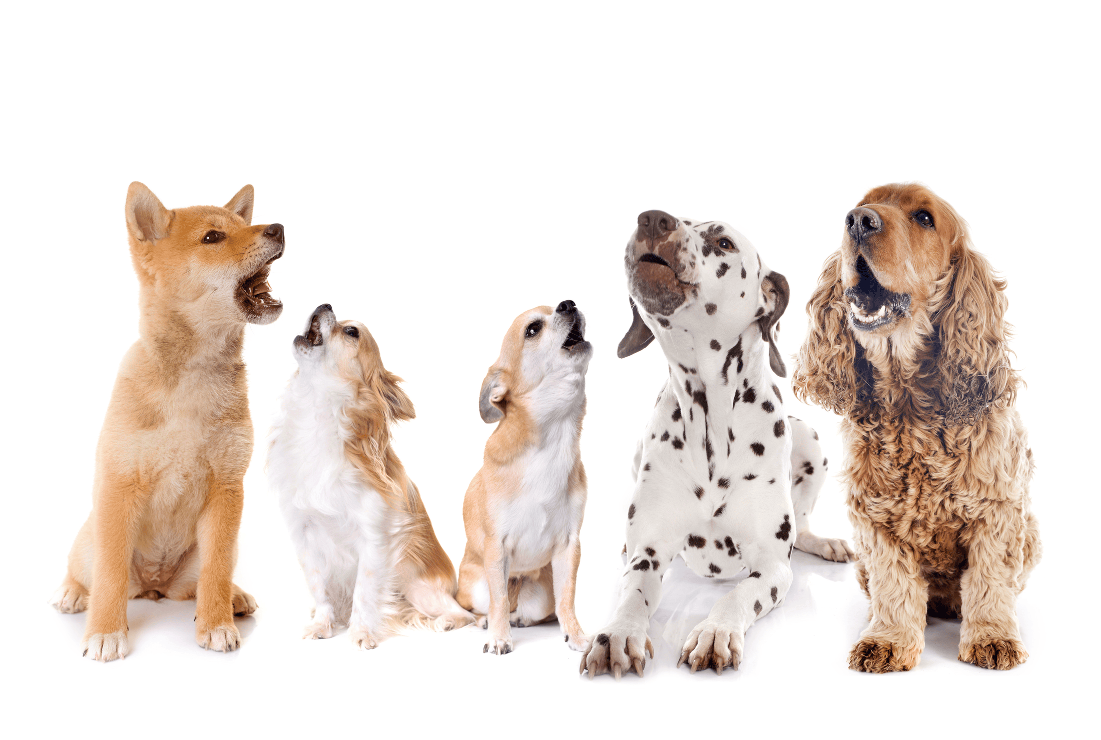 Most dogs mainly howl at other dogs. This behavior also depends on dog breed.