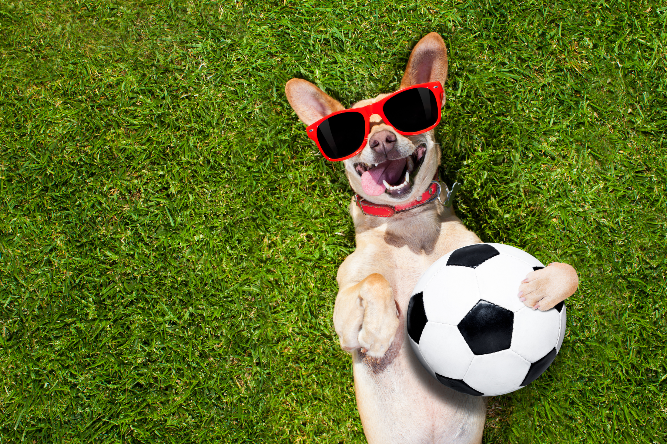 Channel your dog's positive energy to create motivation! Play is a cornerstone of positive reinforcement. 