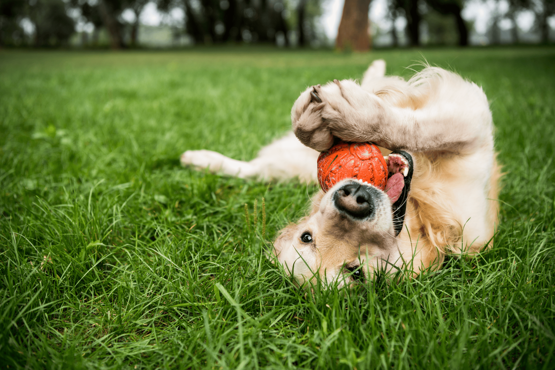 Does your dog listen at home but not so much at the dog park? 
