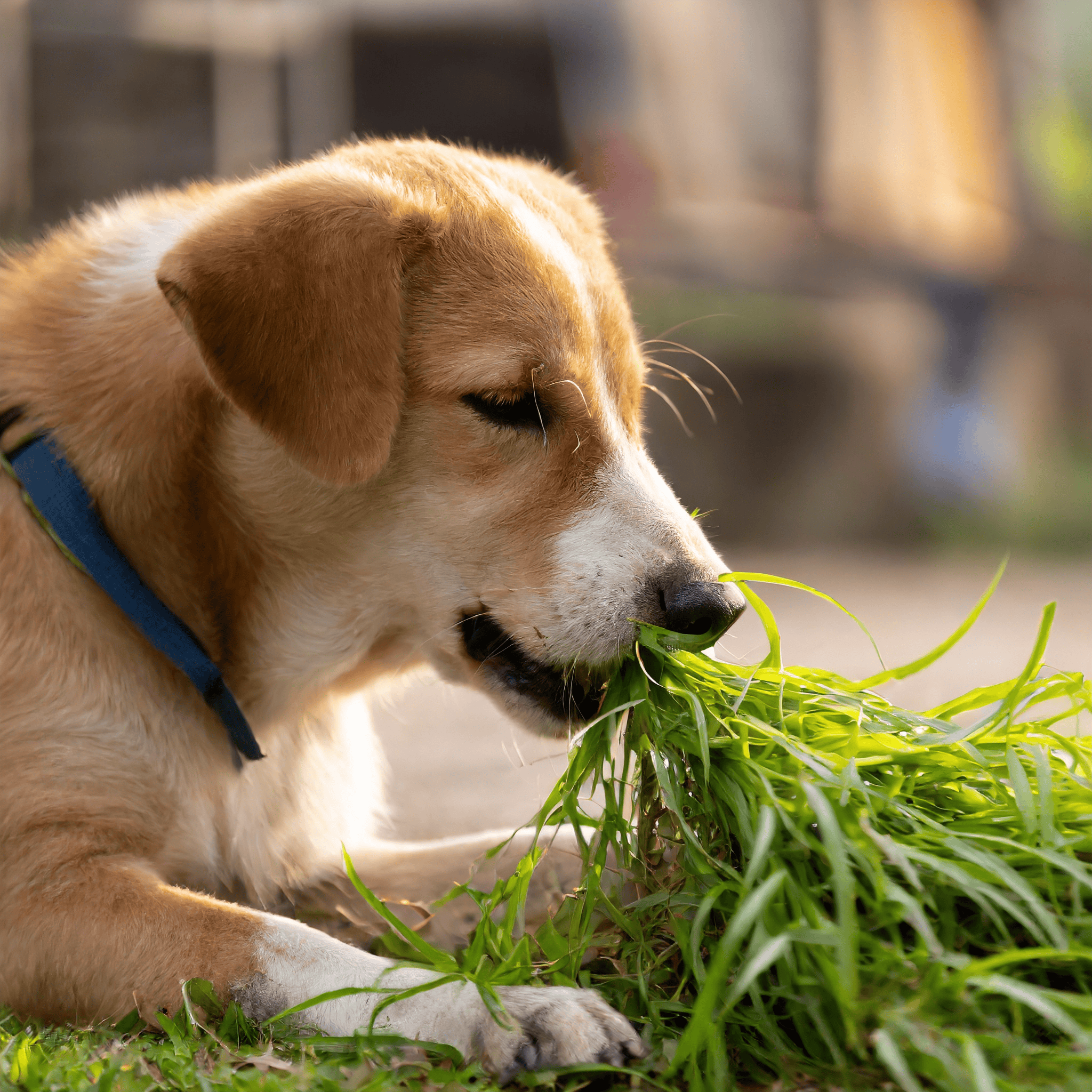 Eating grass is an instinctual behavior. It might mean there is a medical issue. Or your dog might have nutritional deficiencies. It might not mean anything at all!