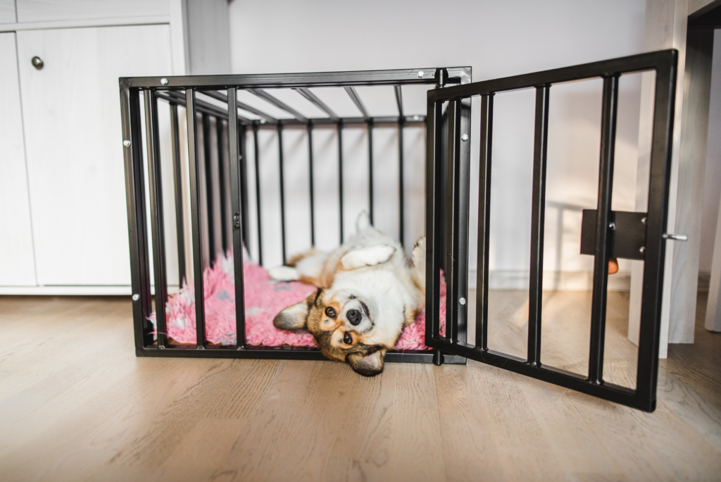 Many puppies love crate training. Keep a dog bed in the puppy crate or puppy pen.