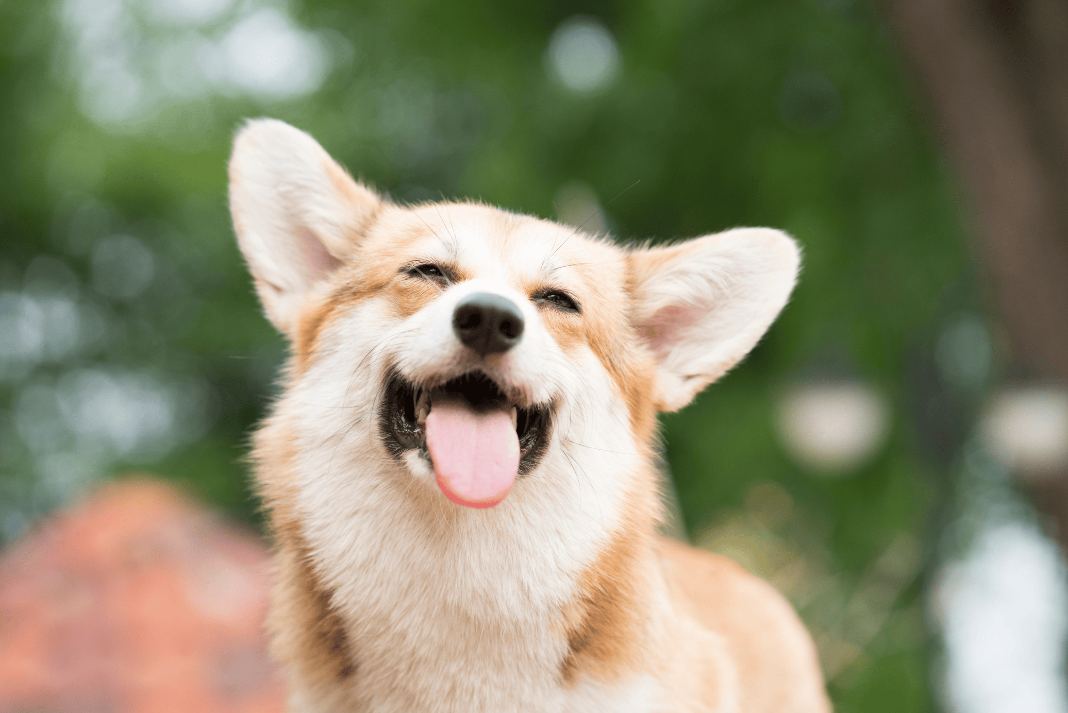 A relaxed dog is usually a very happy dog. Look for these soft, loose body language signals.