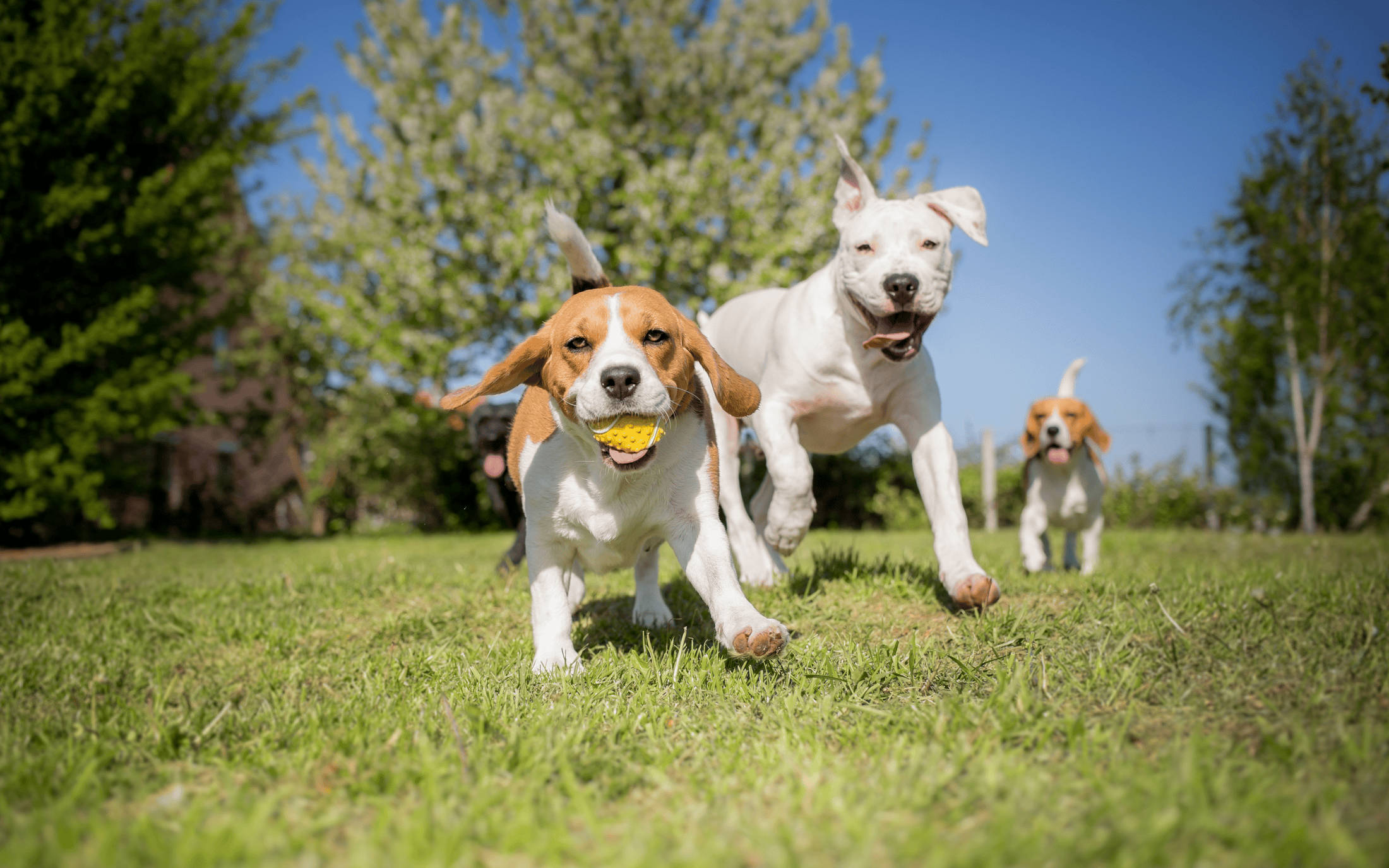 Puppy classes, dog parks, and play dates with other puppies are important for social animal behavior.