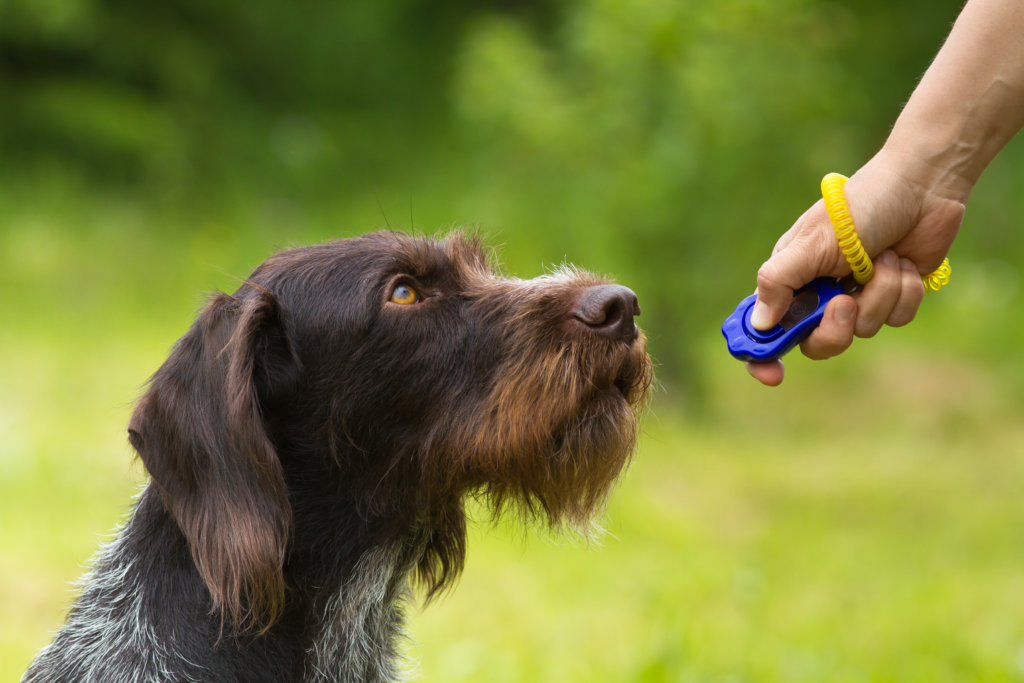 Clicker training is a wonderful way to clicker train your dog. But I don't always have a dog clicker when my dog does the desired behavior.