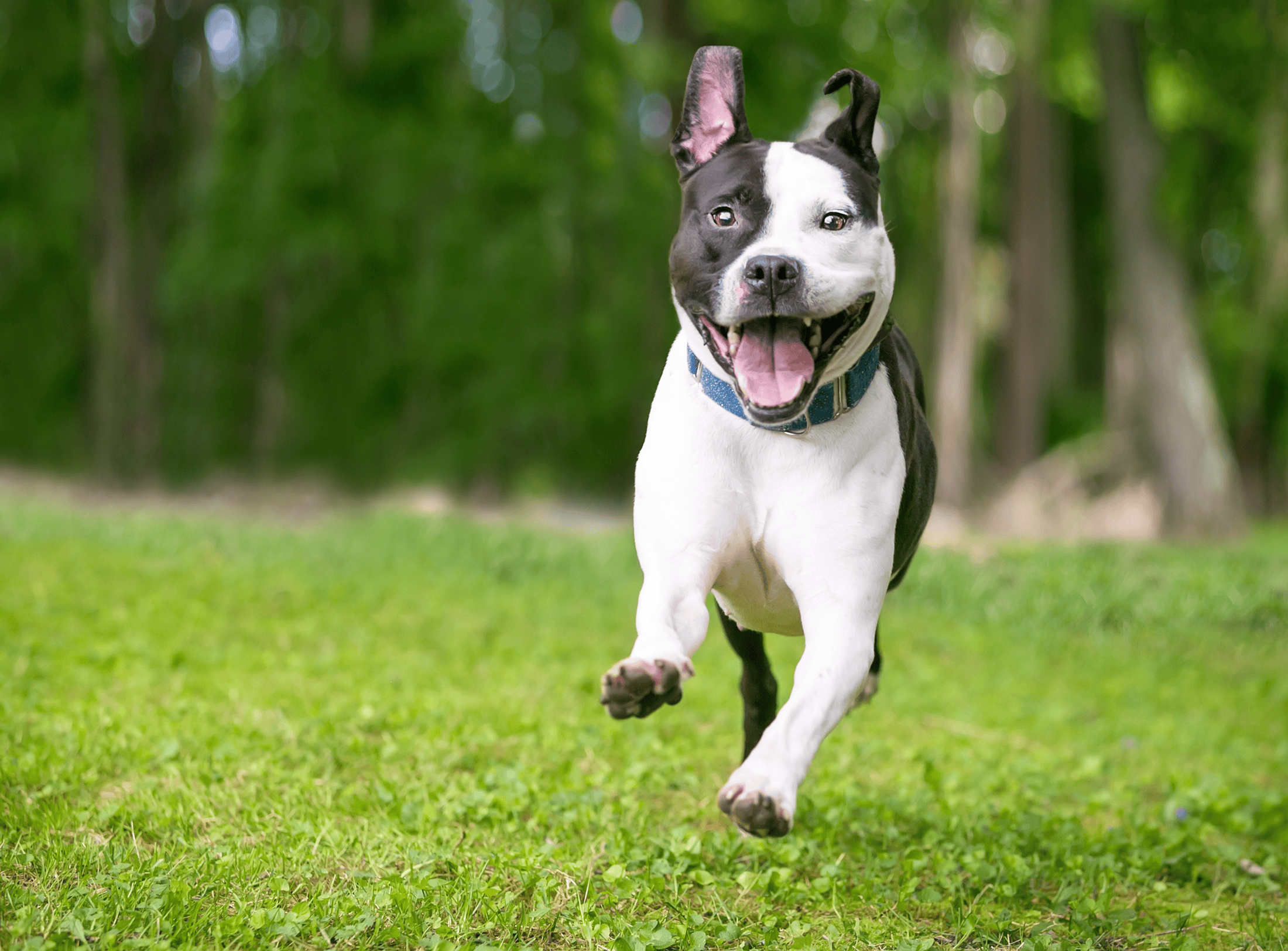 Dog zoomies can include a play bow, your dog running, and more. As pet owners, we don't need to stop dog zoomies. We need to enjoy our zooming dogs!!