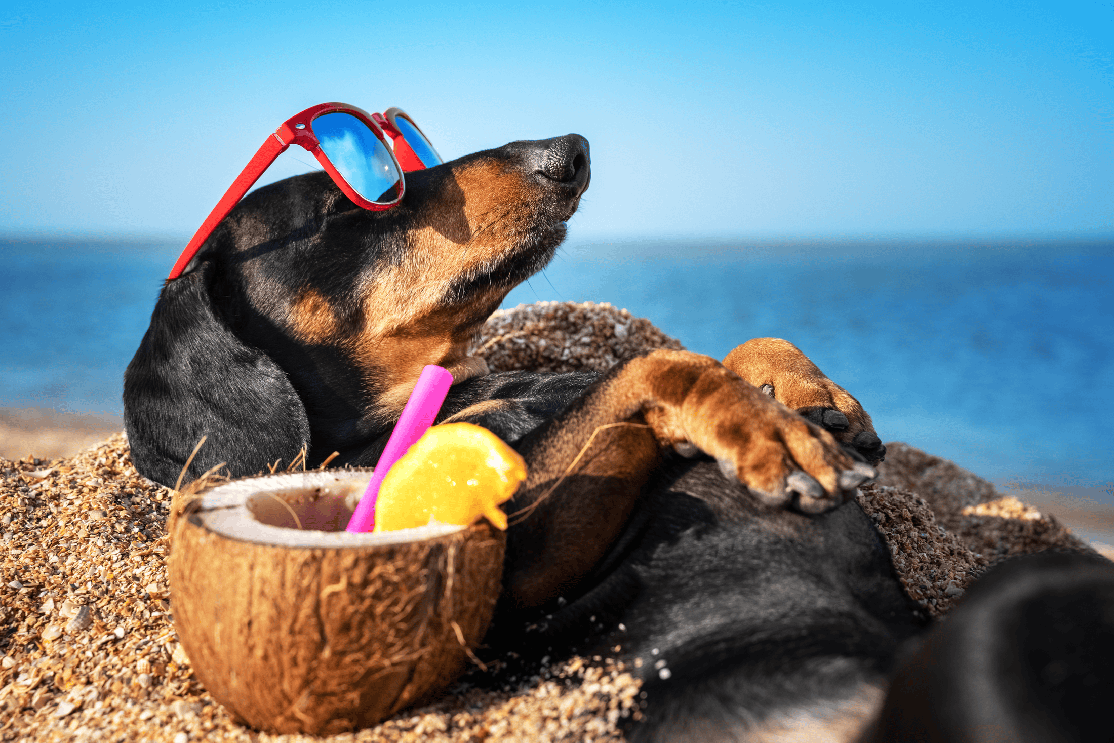 Take a trip to the beach for your dog's birthday! There are only so many birthdays in dogs' lives for celebrating joy.