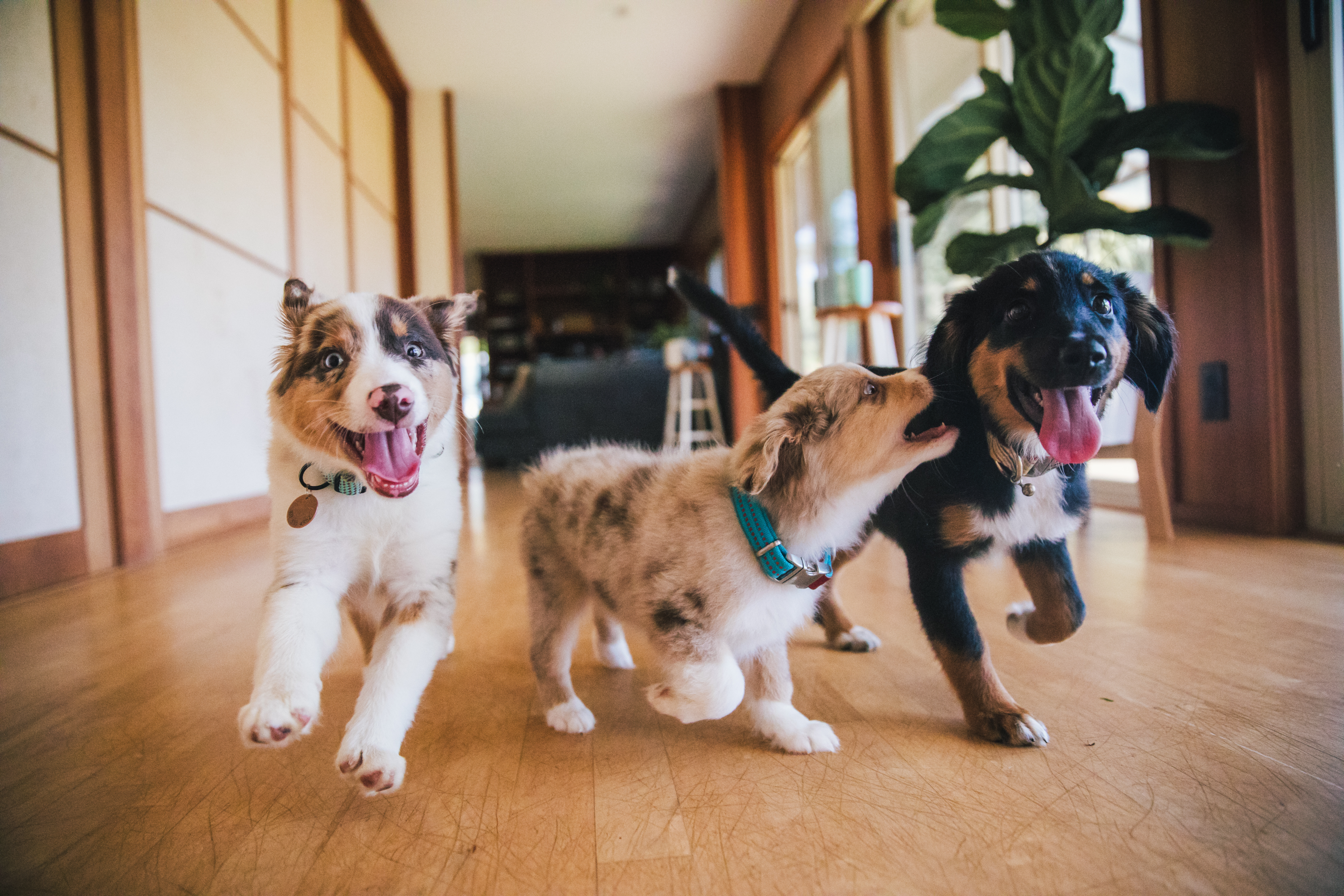 You want your puppy to play with other dogs, even before your puppy is fully vaccinated.