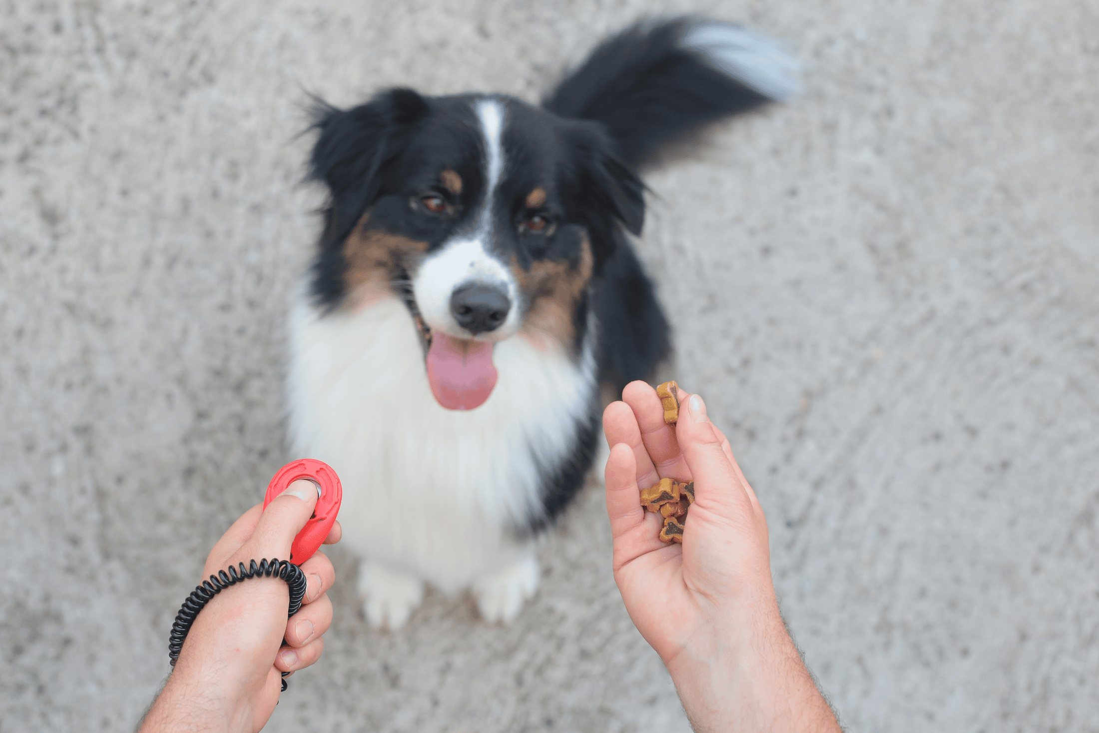 Dog cƒlicker training is how you reinforce basic commands like if your dog sits when you ask. Use a dog training clicker to clicker train your puppy.