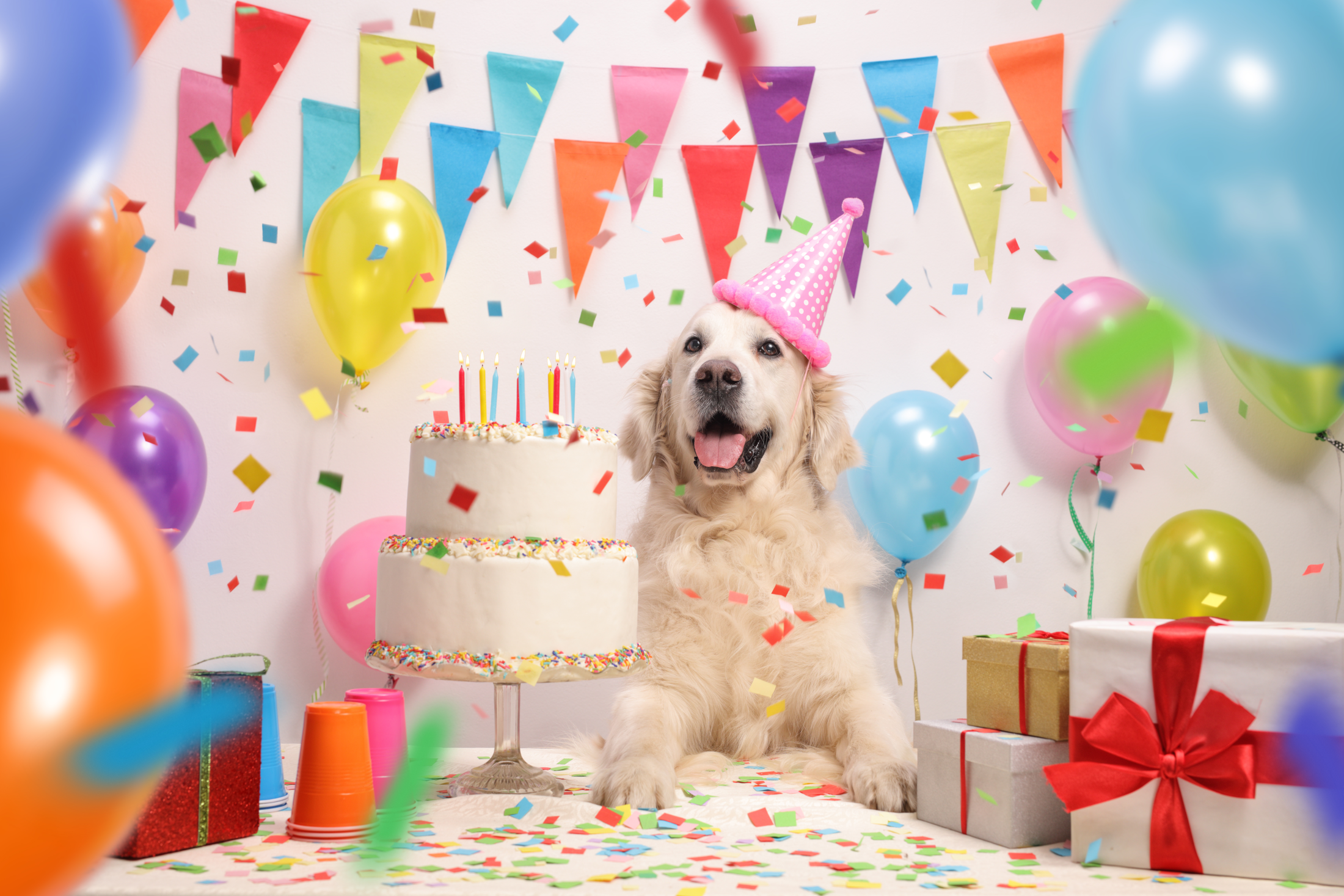 Celebrating is only complete with decorations and cakes. You can make cakes with dog-safe frosting for the whole family to enjoy.