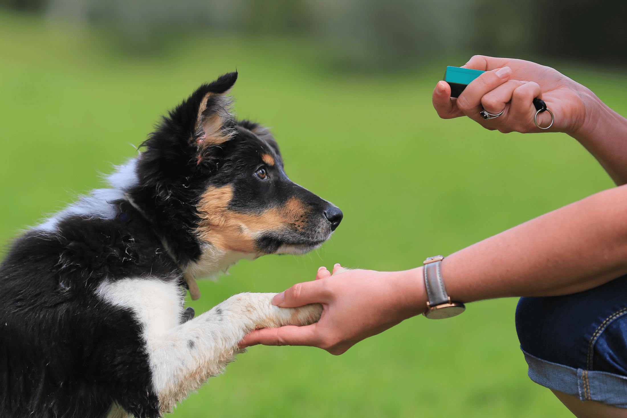 Clicker training is a relatively new method. You click the exact moment your dog performs the desired behavior.