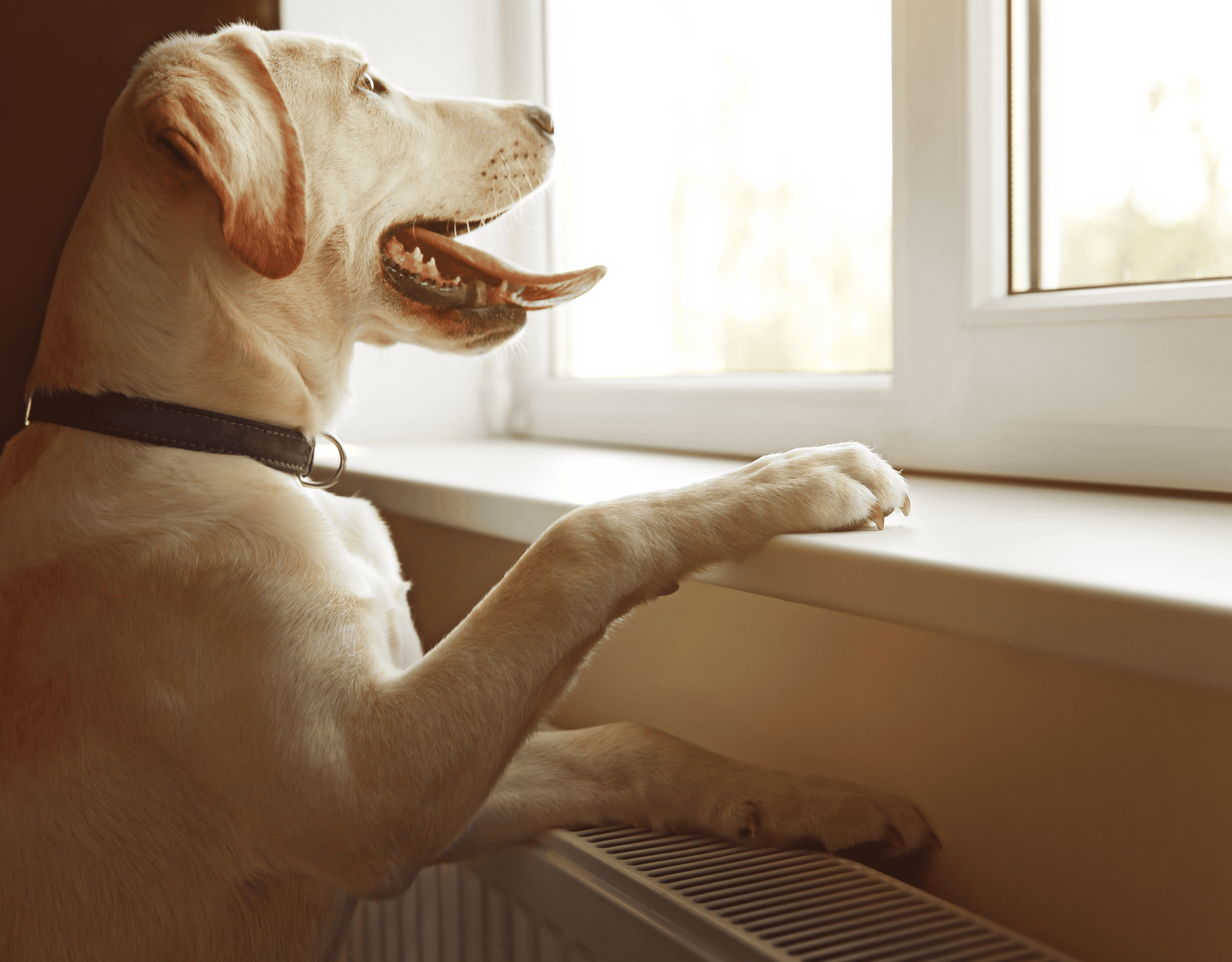 If your dog starts barking at the window, this is normal. Your dog or puppy probably loves watching out the window. They are your family member and can't wait for you to come home!