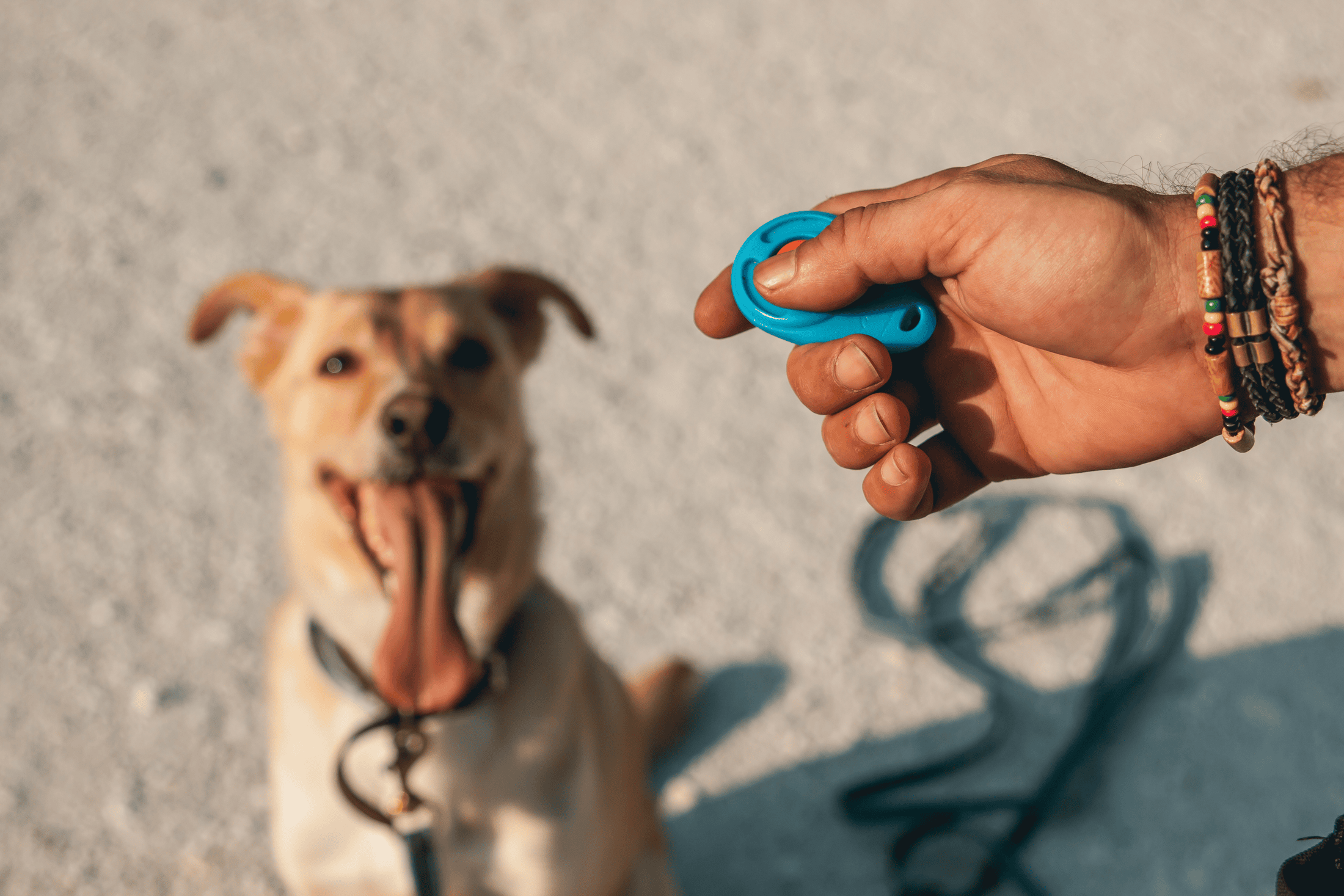 Dog clicker training is how your dog understands the exact moment your dog performs the particular behavior. 