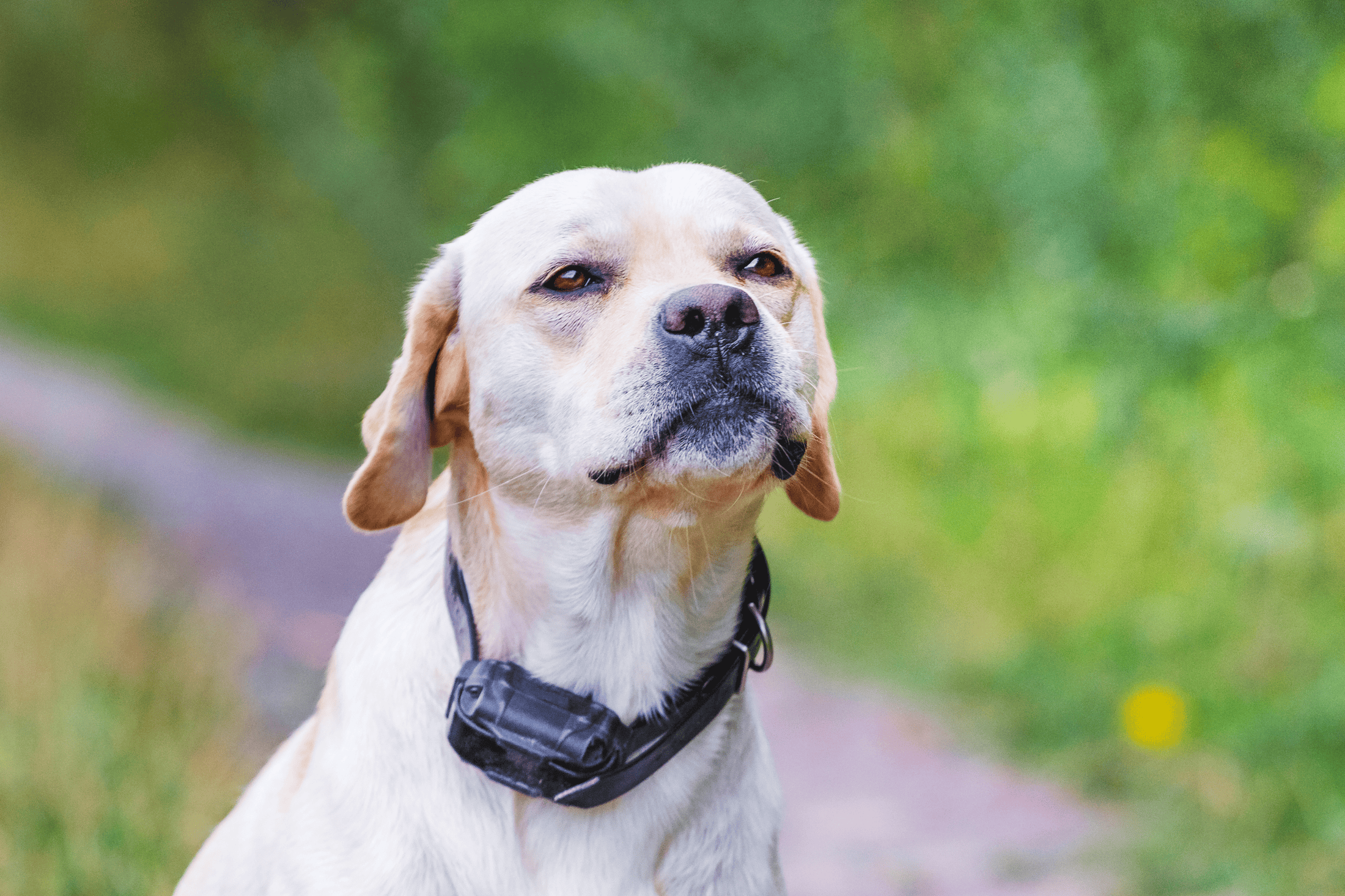 If you want your dog to stop barking at visitors, please do not use a bark collar. Instead, reward your dog or puppy with treats when she is quiet;