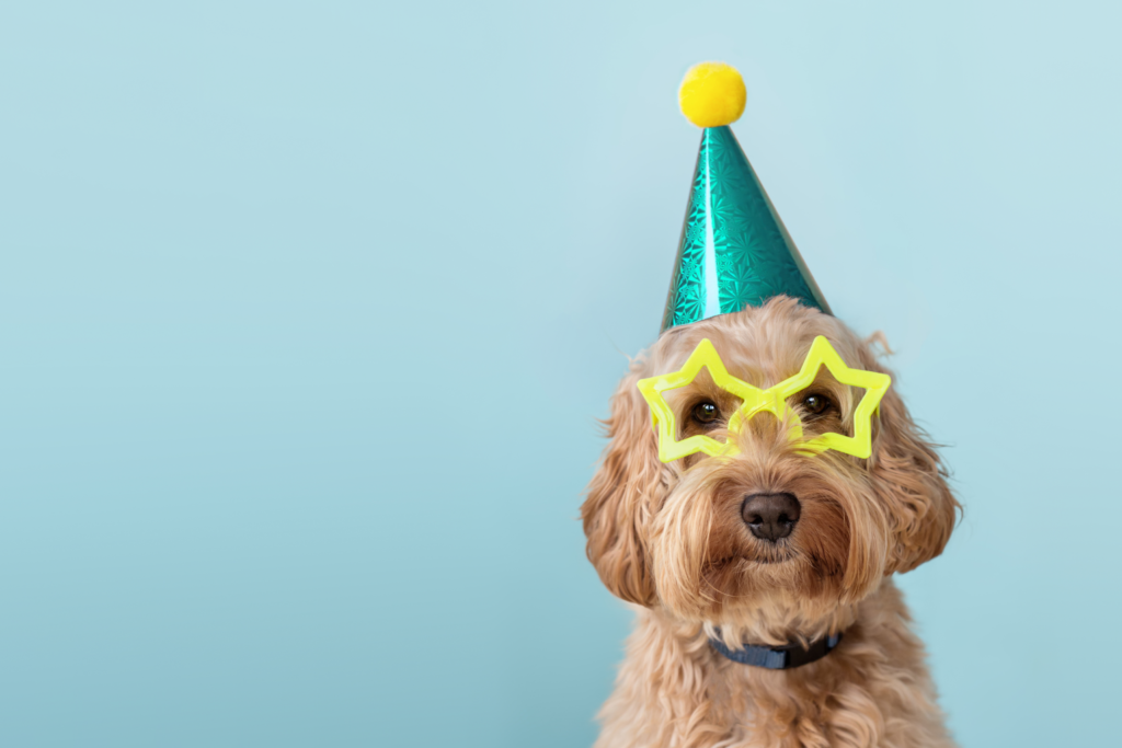 Dog birthday party fun. Show your dog all the love by celebrating on her special day. Wish happy birthday to your dog.