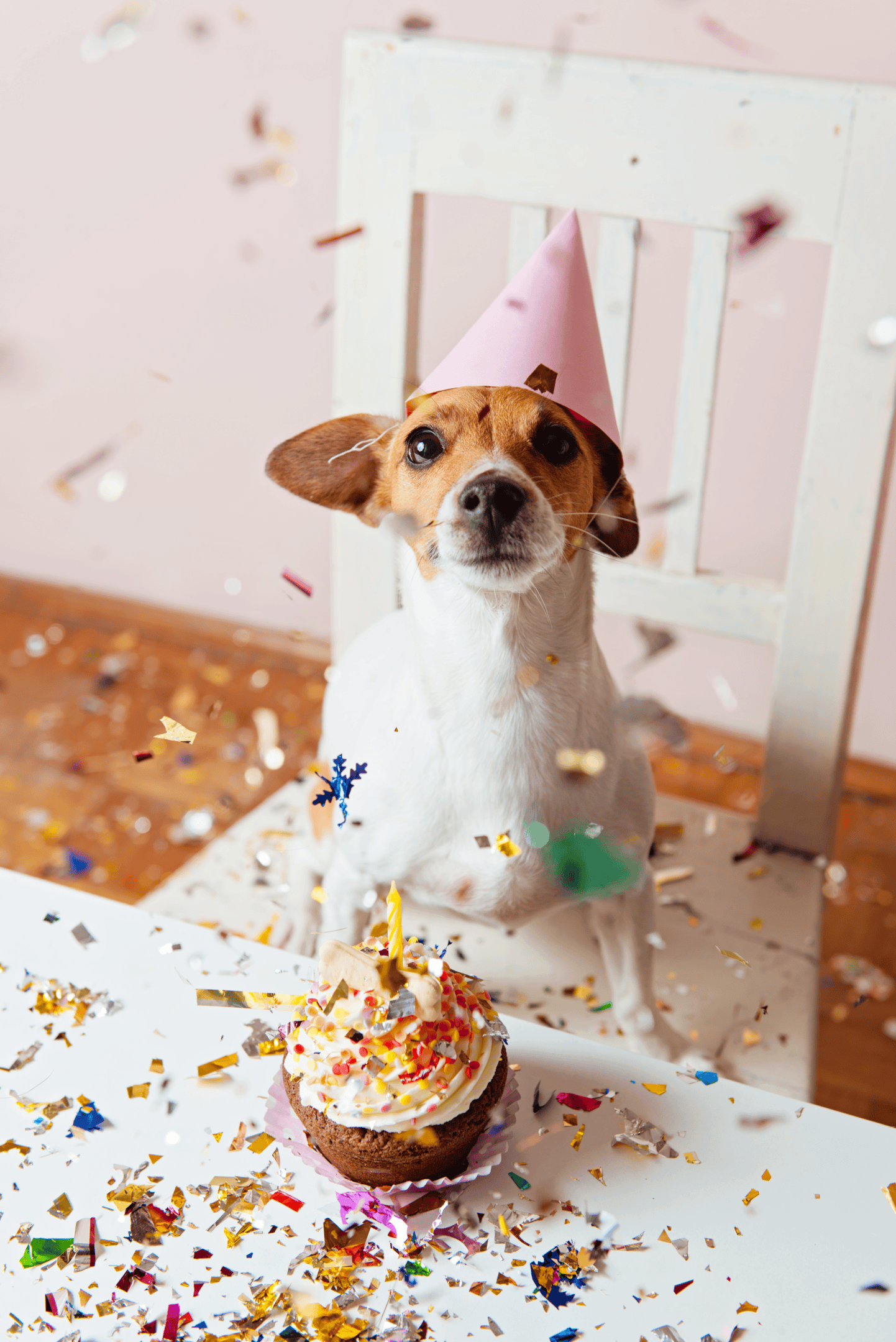 Celebrate your dog birthday like he is a member of your family. Have cakes, presents, and guests for celebrating.