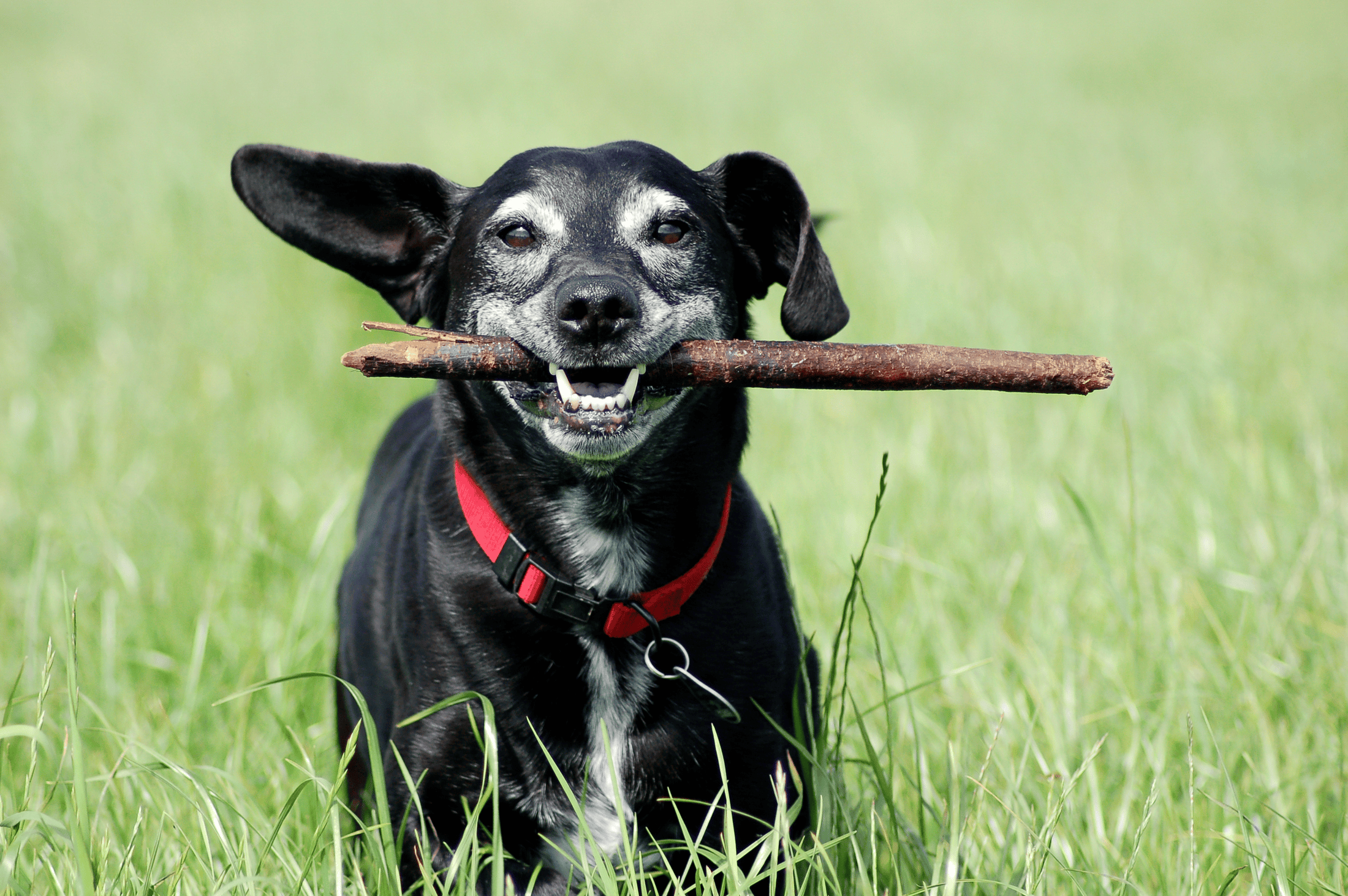 Older dogs get the dog zoomies too when they have excess energy or nervous energy they need to release.