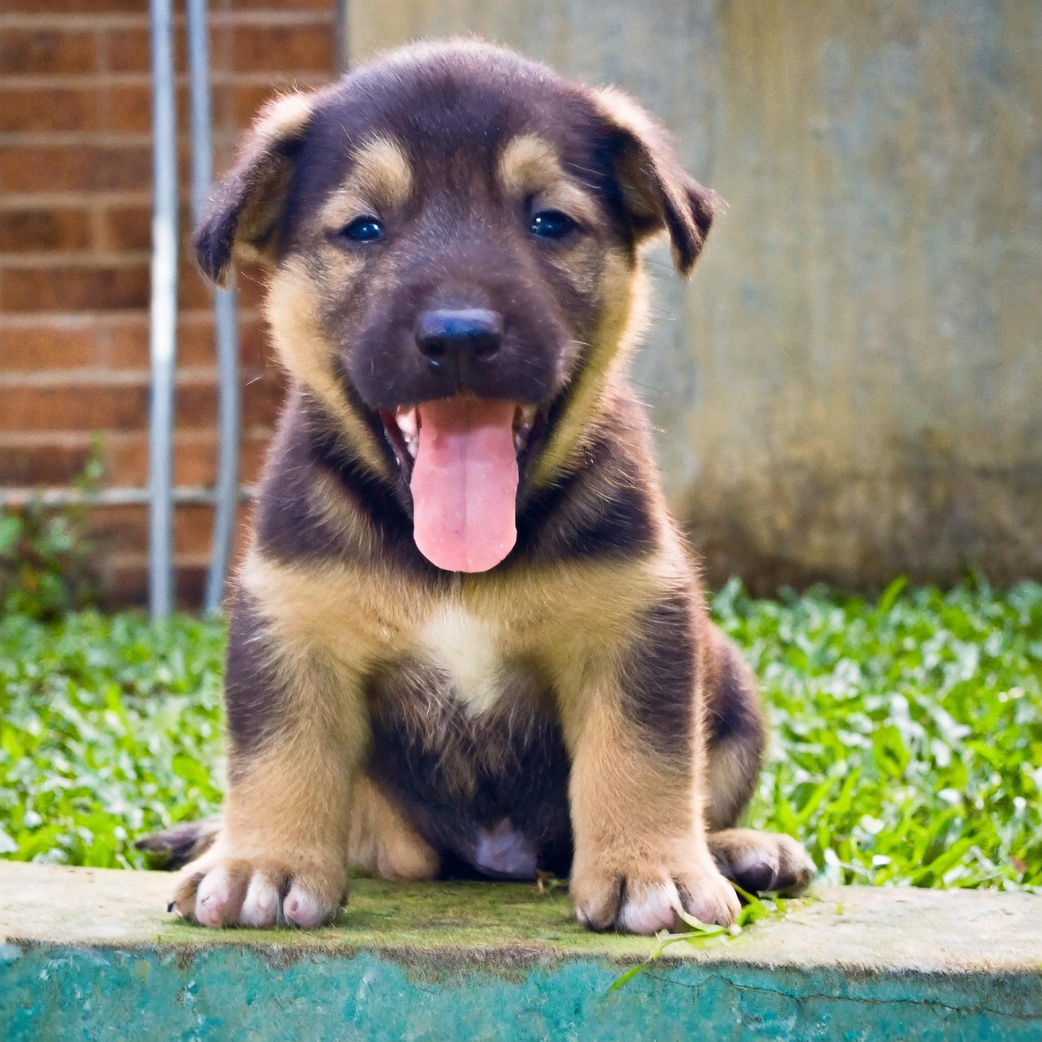 Training your puppy to reduce whining isn't always the goal. As pet parents, we want our dogs to express themselves. 