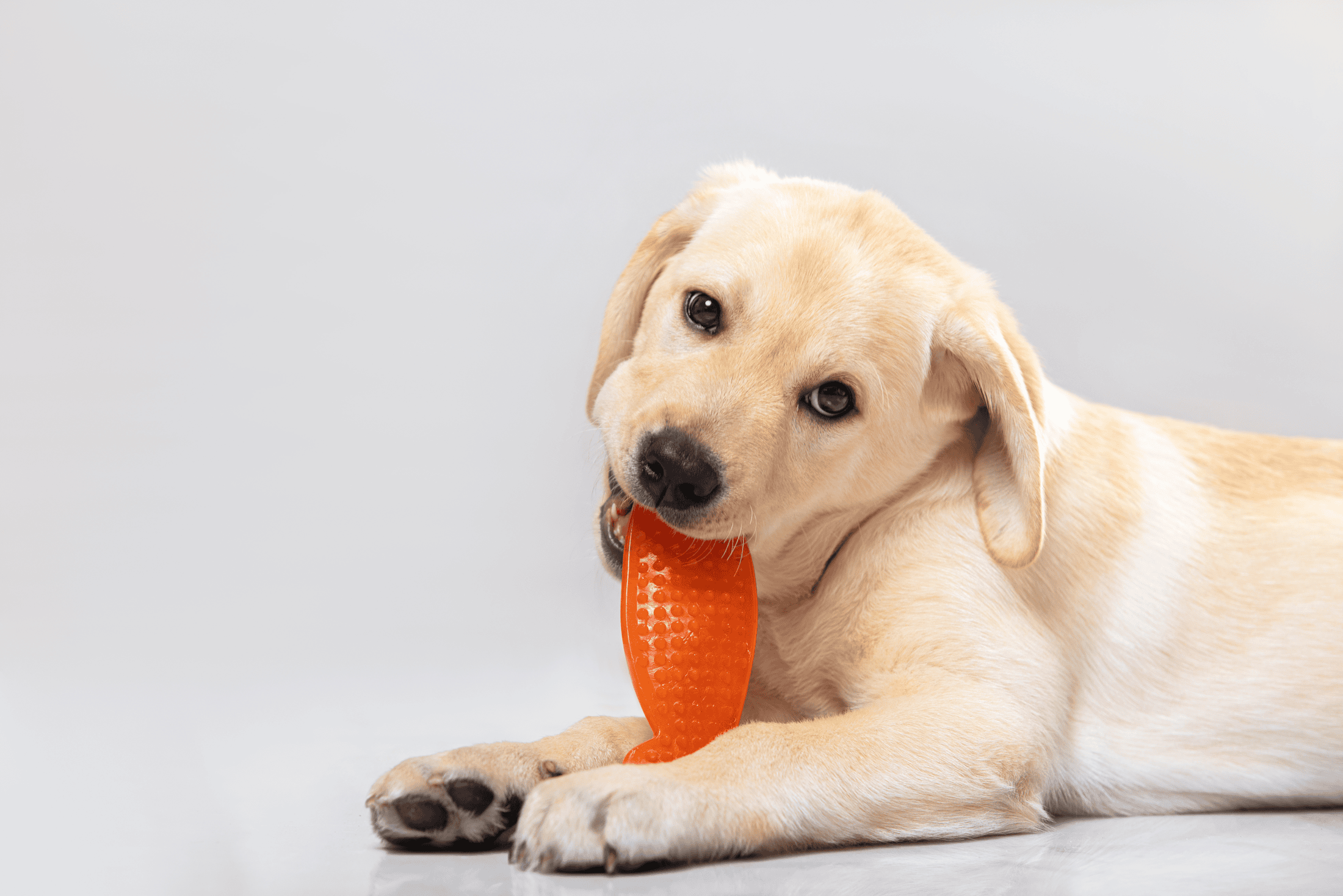 Give your puppy a chew toy to keep her mind busy. You can also hire a professional dog trainer if your dog whines excessively for attention.