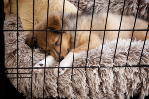 A puppy whine or two may be common during crate training. A whining puppy may mean it is time for a potty break. You want to prevent attention seeking whining as much as possible.