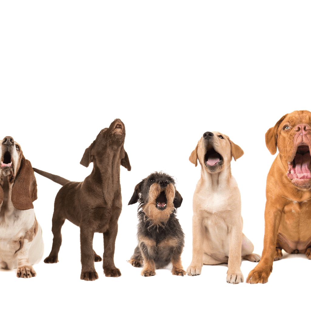 A puppy's whining can tell us many things. Puppies whine to express themselves. Read on to learn how to prevent excessive whining. 