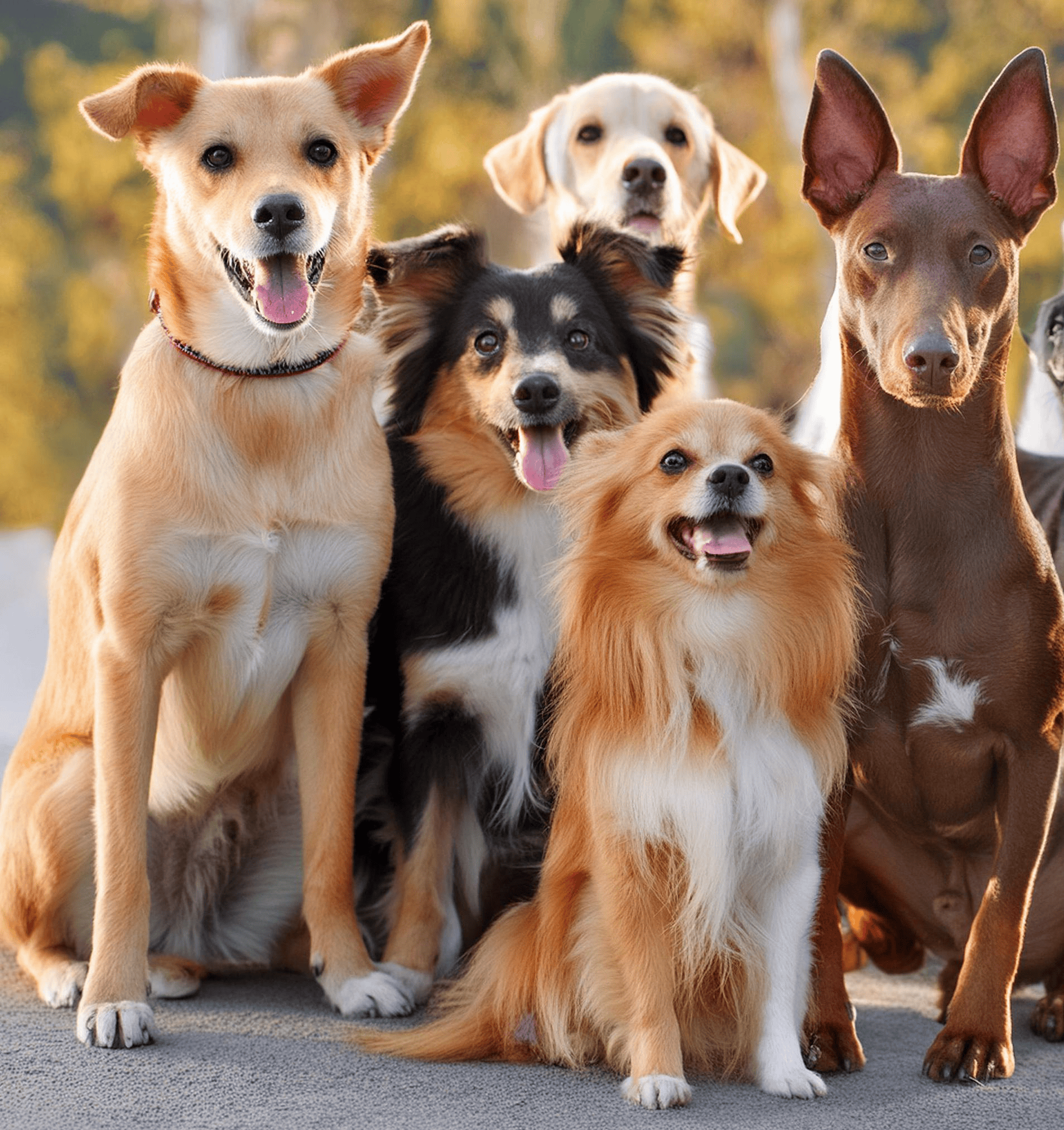 A playful pup can come in any shape or size. Just be mindful of common health issues like breathing difficulties in french bulldog puppies and other short-nosed breeds. 