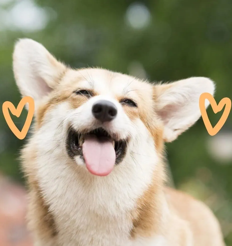 1minutedog